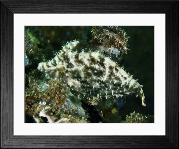 Framed Print : A spiny seagrass filefish (Acreichthys tomentosus) with a brown pattern in the coral reef Framed Print : A spiny seagrass filefish (Acreichthys tomentosus) with a brown pattern in the coral reef