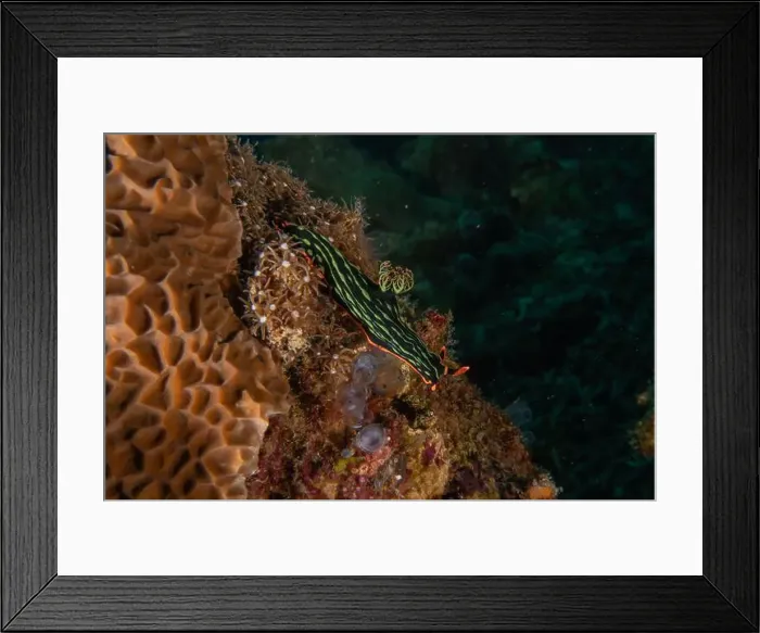 Framed Print : Sea slug in the Sea of the Philippines