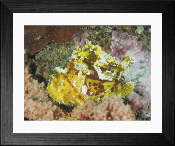 Framed Print : Yellow spotted rocking fish (Taenianotus triacanthus) resting between colourful corals in the sea Framed Print : Yellow spotted rocking fish (Taenianotus triacanthus) resting between colourful corals in the sea