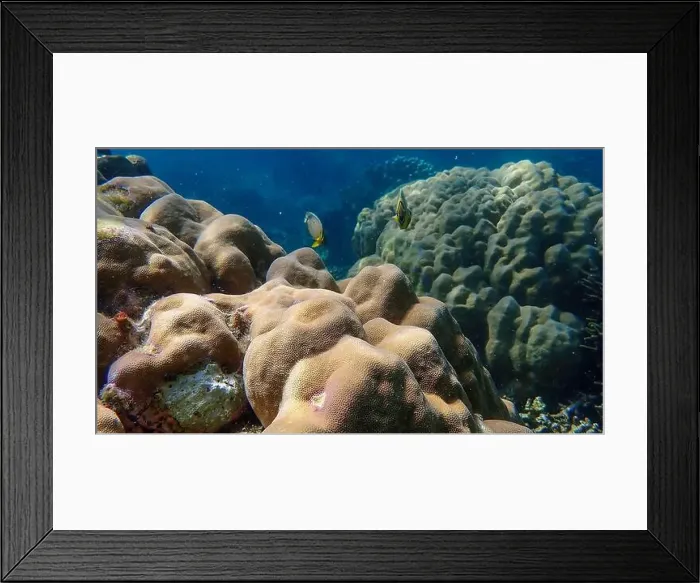 Framed Print : Colorful coral reef ecosystem with Oval butterflyfish Framed Print : Colorful coral reef ecosystem with Oval butterflyfish