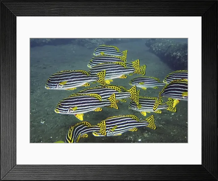 Framed Print : A school of yellow-black striped fish Framed Print : A school of yellow-black striped fish