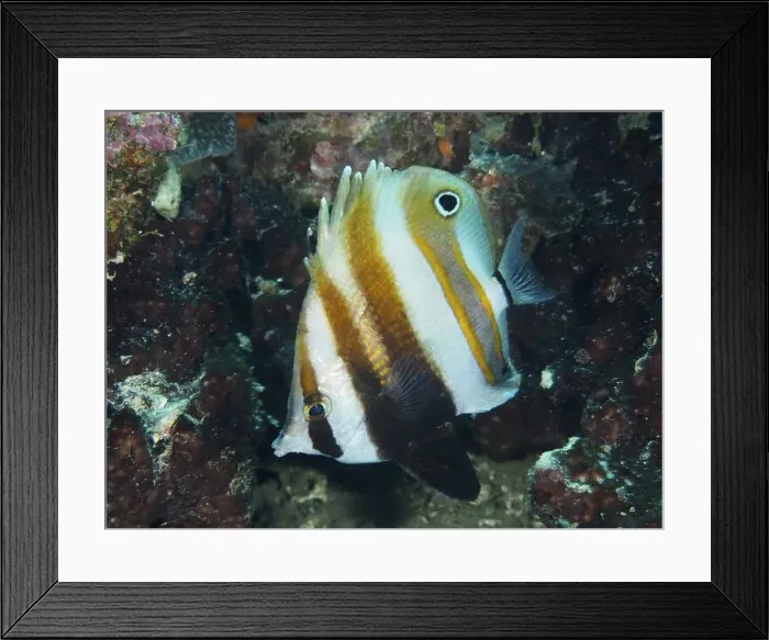 Framed Print : A striped two-eyed coradion (Coradion melanopus) swimming in a coral reef Framed Print : A striped two-eyed coradion (Coradion melanopus) swimming in a coral reef