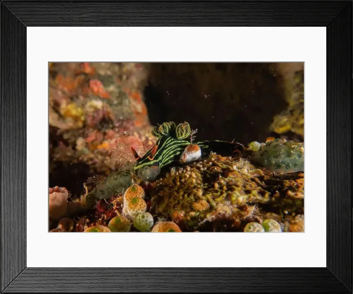 Framed Print : Sea slug in the Sea of the Philippines Framed Print : Sea slug in the Sea of the Philippines