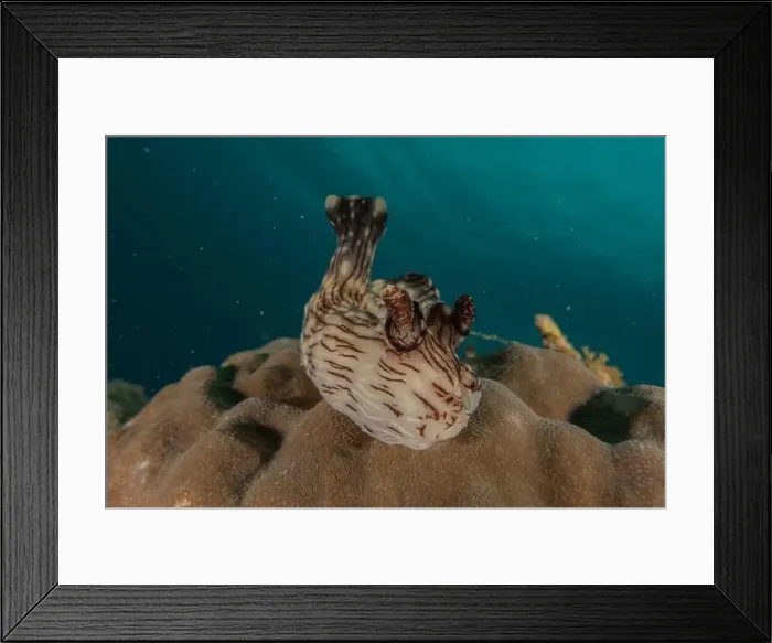 Framed Print : Sea slug in the Sea of the Philippines Framed Print : Sea slug in the Sea of the Philippines
