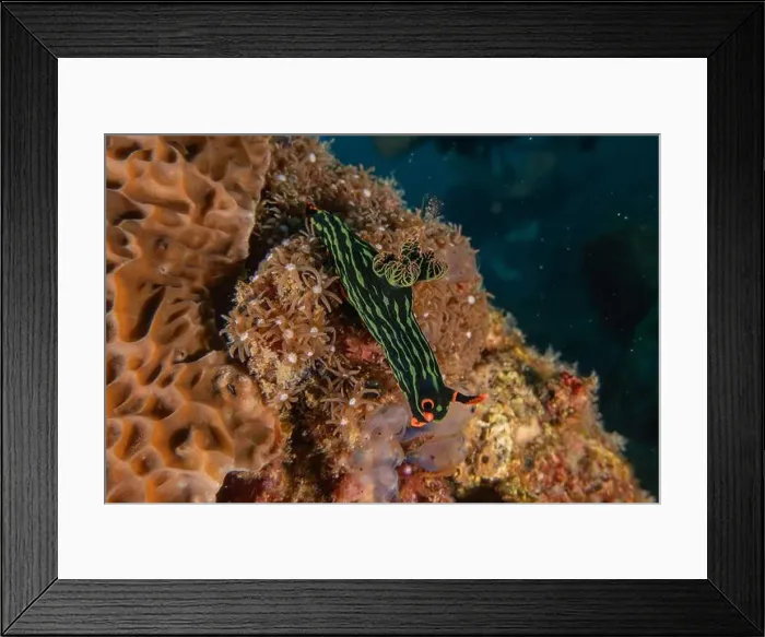 Framed Print : Sea slug in the Sea of the Philippines