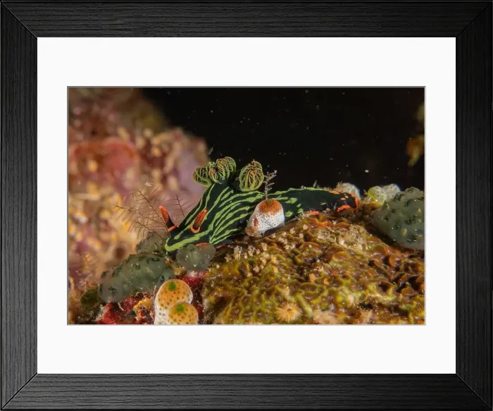Framed Print : Sea slug in the Sea of the Philippines Framed Print : Sea slug in the Sea of the Philippines