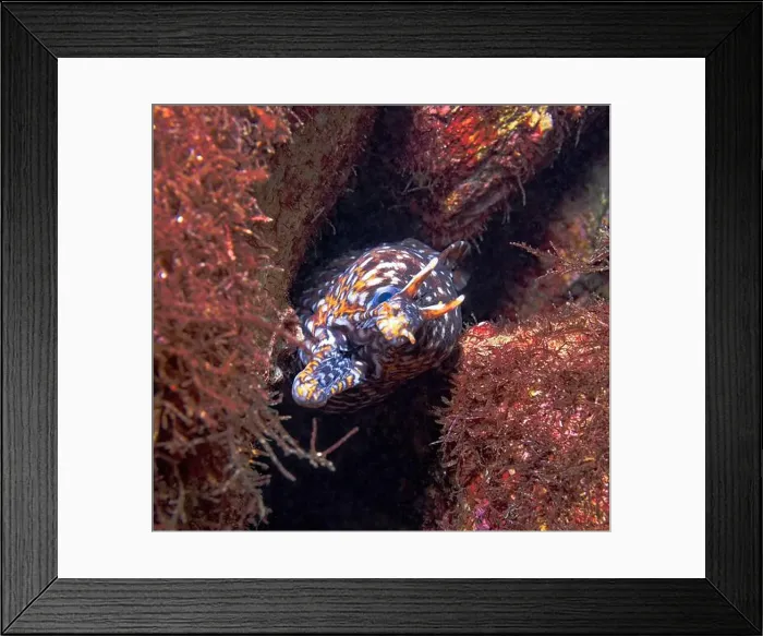 Framed Print : Enchelycore pardalis - dragon moray Framed Print : Enchelycore pardalis - dragon moray