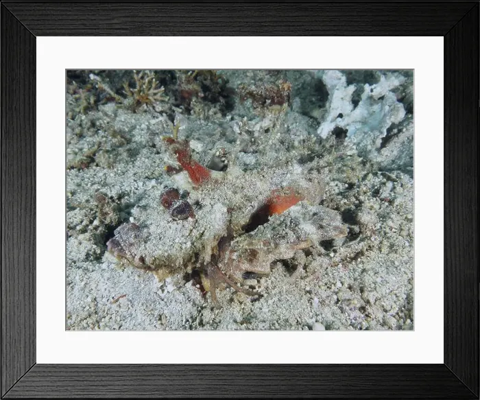 Framed Print : A camouflaged spiny devil fish (Inimicus didactylus) lies barely visible on the sandy seabed Framed Print : A camouflaged spiny devil fish (Inimicus didactylus) lies barely visible on the sandy seabed