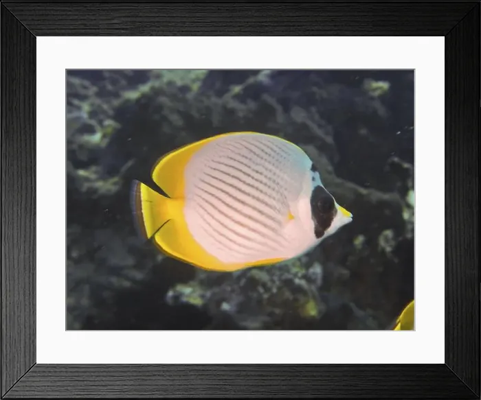 Framed Print : A fish with yellow fins and a characteristic black pattern Framed Print : A fish with yellow fins and a characteristic black pattern