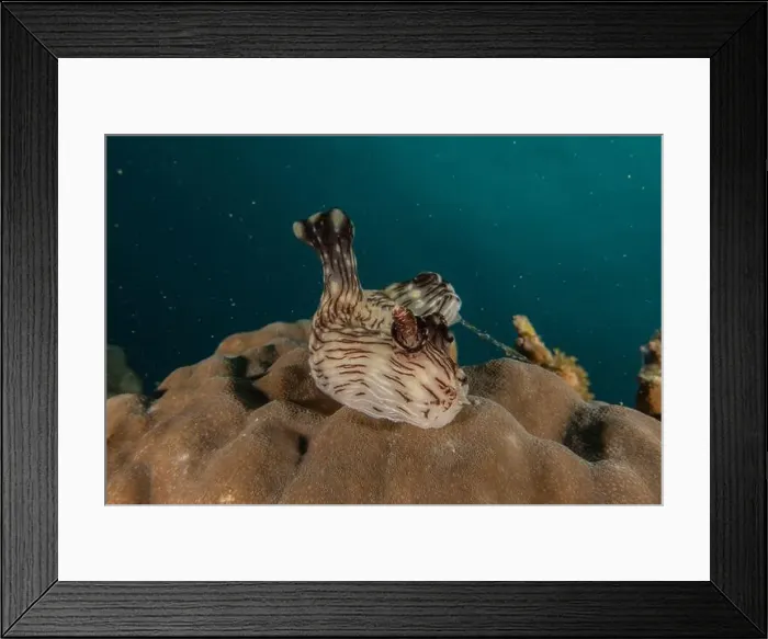 Framed Print : Sea slug in the Sea of the Philippines Framed Print : Sea slug in the Sea of the Philippines