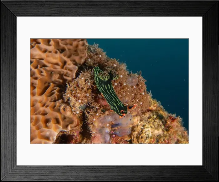 Framed Print : Sea slug in the Sea of the Philippines Framed Print : Sea slug in the Sea of the Philippines