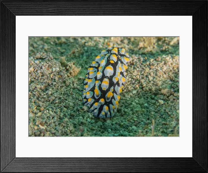 Framed Print : Sea slug in the Sea of the Philippines