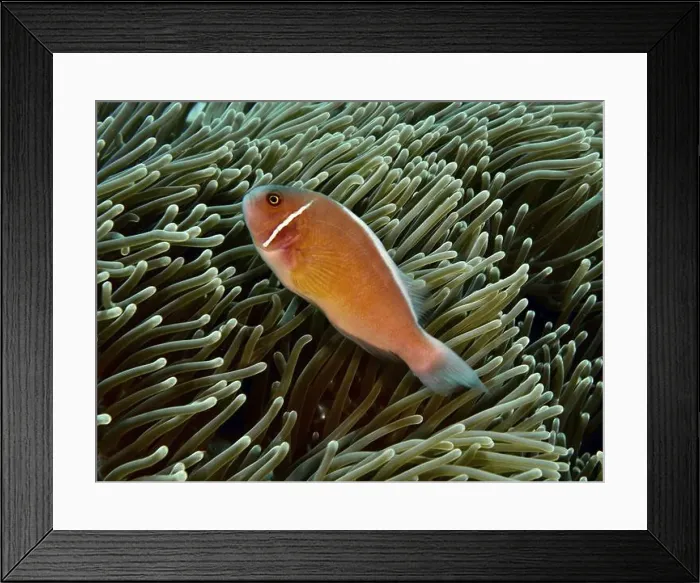 Framed Print : An orange collar anemonefish (Amphiprion perideraion) swimming in a sea anemone Framed Print : An orange collar anemonefish (Amphiprion perideraion) swimming in a sea anemone