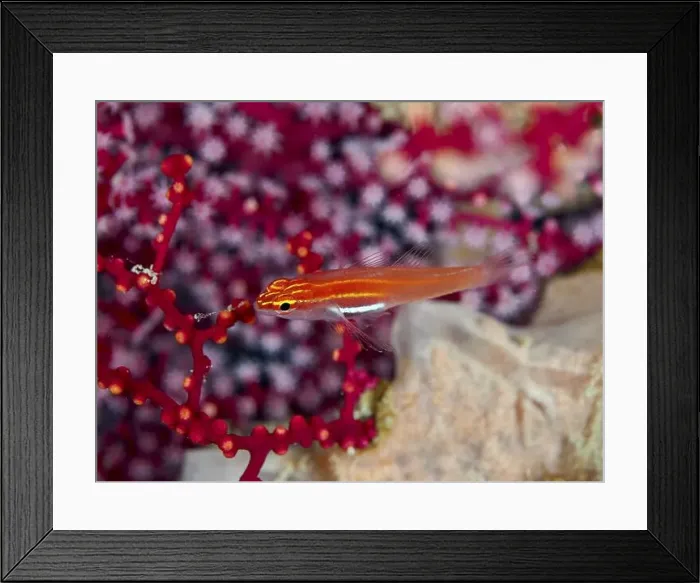Framed Print : A bright red fish, black-bellied goby (Eviota atriventris) Framed Print : A bright red fish, black-bellied goby (Eviota atriventris)