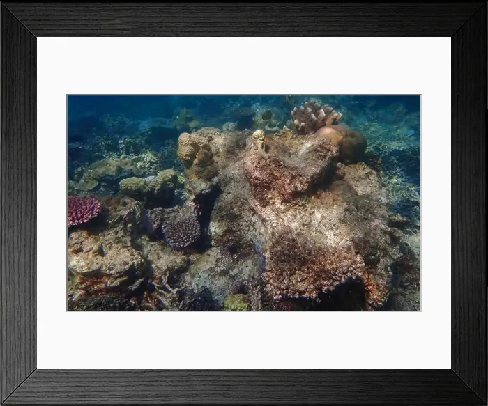 Framed Print : Vibrant coral reef with live and dead corals, surrounded by schooling reef fish in Bawean Island, East Java, Indonesia Framed Print : Vibrant coral reef with live and dead corals, surrounded by schooling reef fish in Bawean Island, East Java, Indonesia