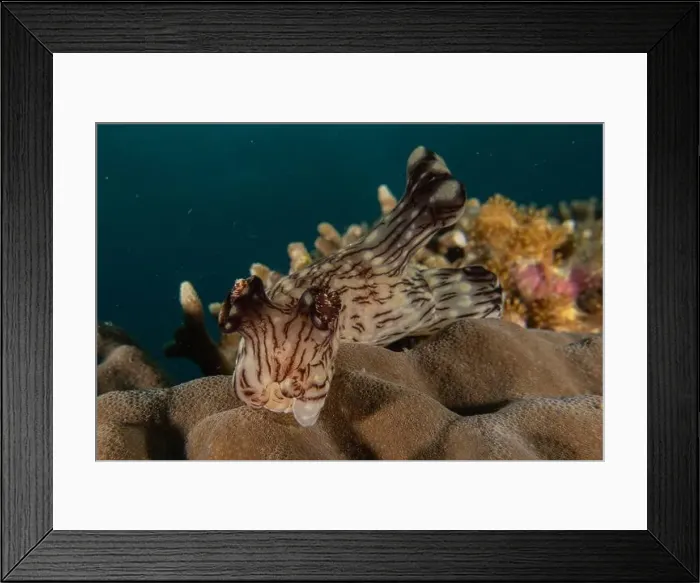 Framed Print : Sea slug in the Sea of the Philippines Framed Print : Sea slug in the Sea of the Philippines