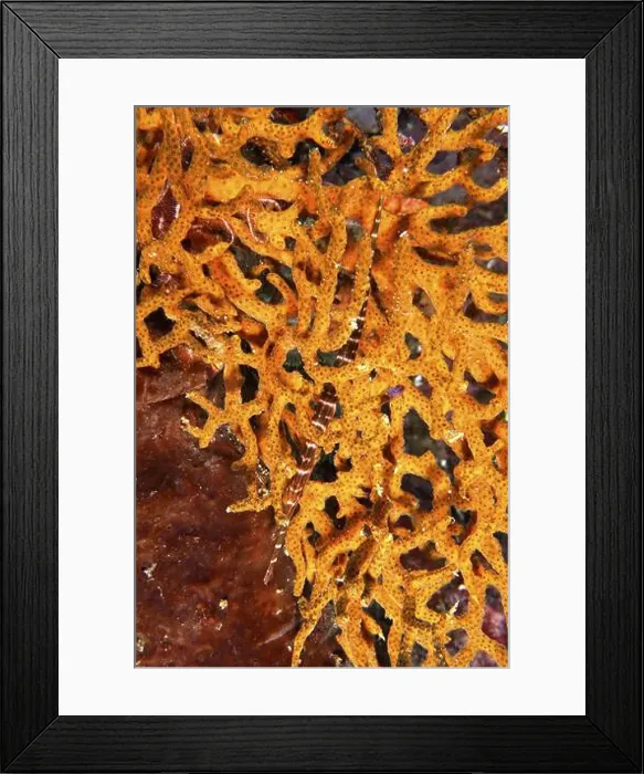 Framed Print : Bright orange coral with a juvenile Chinese trumpetfish (Aulostomus chinensis) in the centre Framed Print : Bright orange coral with a juvenile Chinese trumpetfish (Aulostomus chinensis) in the centre