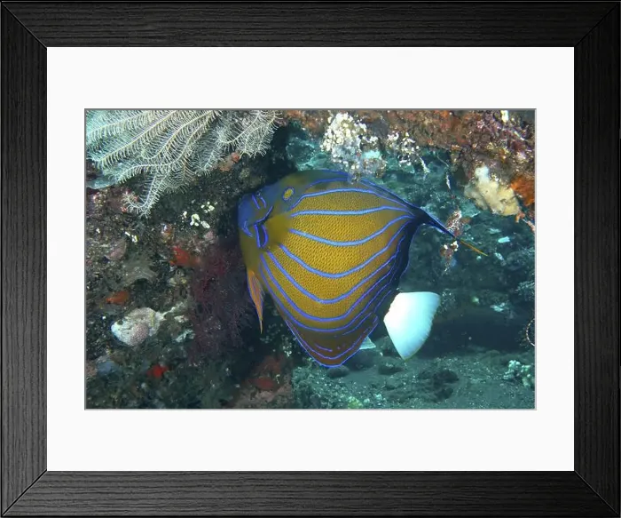 Framed Print : A magnificent ring angelfish (Pomacanthus annularis) with a bright pattern on a coral reef Framed Print : A magnificent ring angelfish (Pomacanthus annularis) with a bright pattern on a coral reef