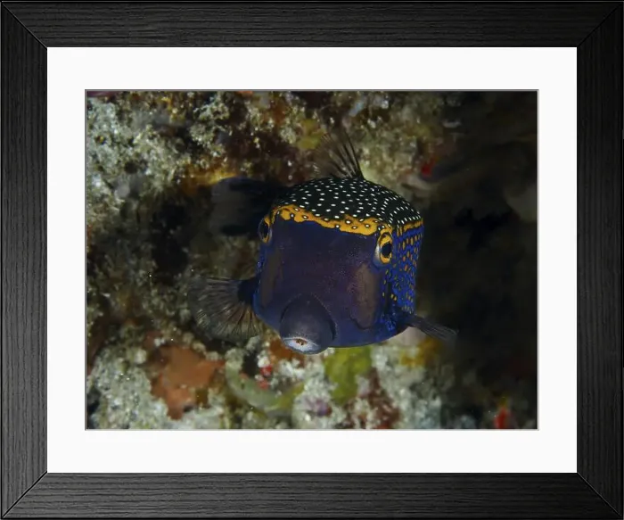 Framed Print : A colourful white tufted boxfish (Ostracion meleagris) with a blue and yellow dotted pattern Framed Print : A colourful white tufted boxfish (Ostracion meleagris) with a blue and yellow dotted pattern