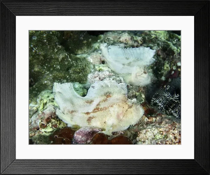 Framed Print : Two pale rocking fish (Taenianotus triacanthus) lying next to each other in the coral reef