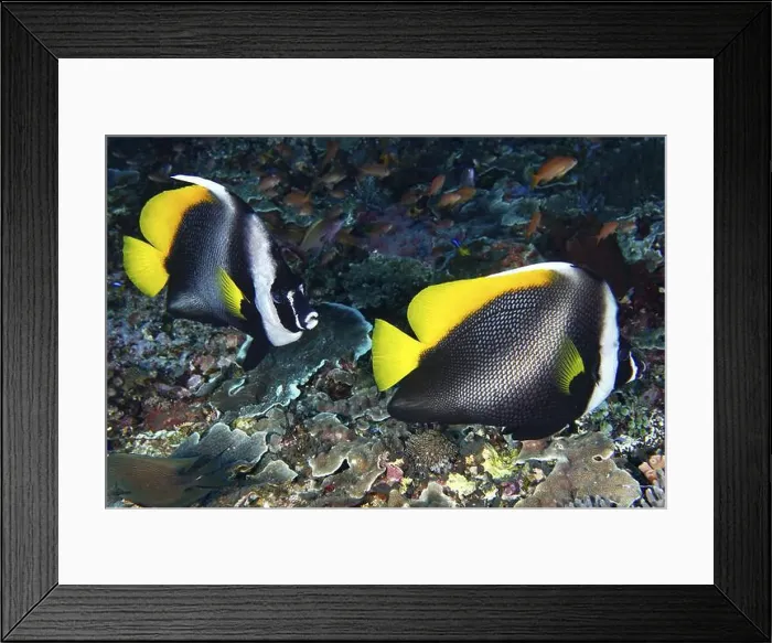 Framed Print : Two colourful fish, Malayan bannerfish (Heniochus singularius) Framed Print : Two colourful fish, Malayan bannerfish (Heniochus singularius)