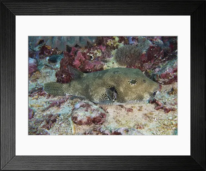 Framed Print : Giant pufferfish (Arothron stellatus) with distinctive pattern resting on the sandy bottom Framed Print : Giant pufferfish (Arothron stellatus) with distinctive pattern resting on the sandy bottom