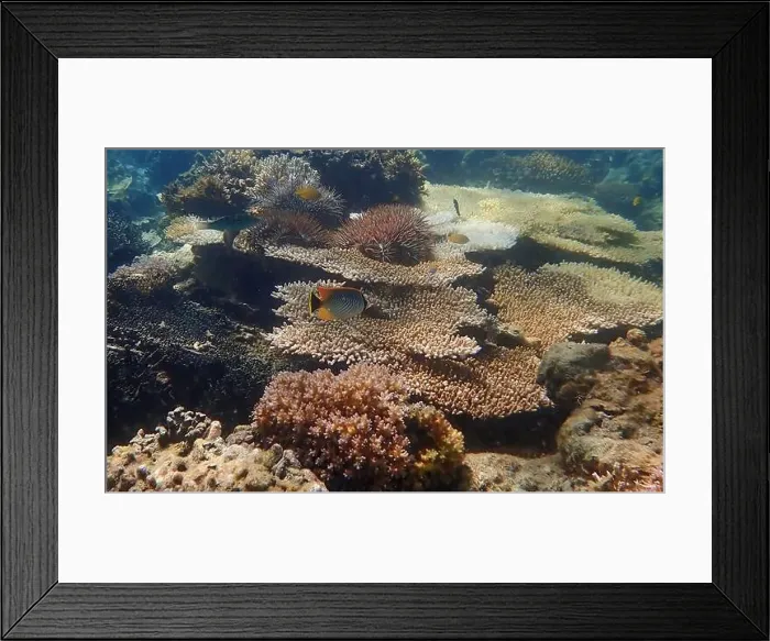 Framed Print : Underwater scene of colorful coral reefs Framed Print : Underwater scene of colorful coral reefs