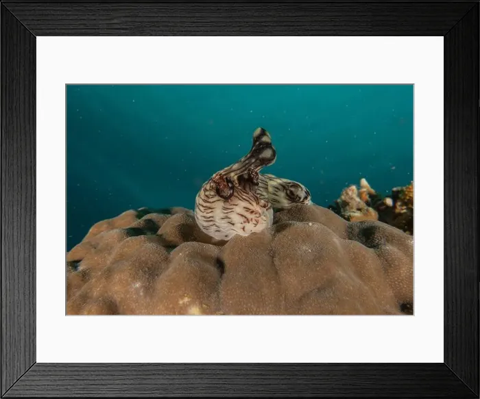 Framed Print : Sea slug in the Sea of the Philippines Framed Print : Sea slug in the Sea of the Philippines