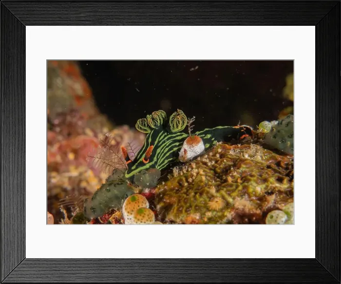 Framed Print : Sea slug in the Sea of the Philippines