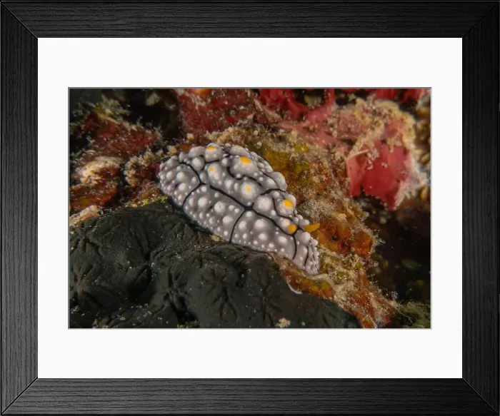 Framed Print : Sea slug in the Sea of the Philippines Framed Print : Sea slug in the Sea of the Philippines