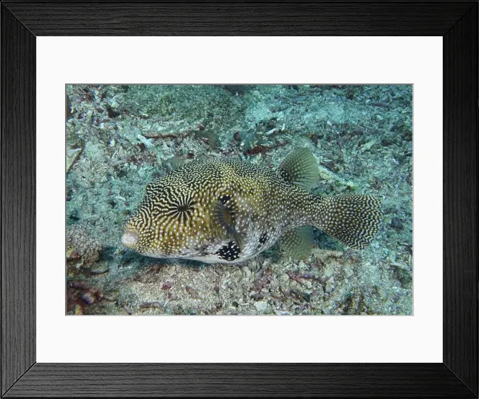 Framed Print : A well camouflaged map pufferfish (Arothron mappa) resting on the seabed Framed Print : A well camouflaged map pufferfish (Arothron mappa) resting on the seabed