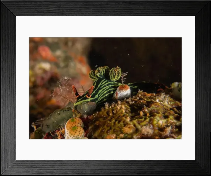 Framed Print : Sea slug in the Sea of the Philippines