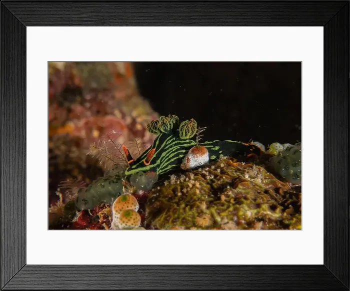 Framed Print : Sea slug in the Sea of the Philippines Framed Print : Sea slug in the Sea of the Philippines