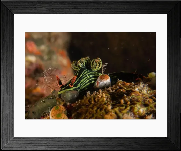 Framed Print : Sea slug in the Sea of the Philippines Framed Print : Sea slug in the Sea of the Philippines