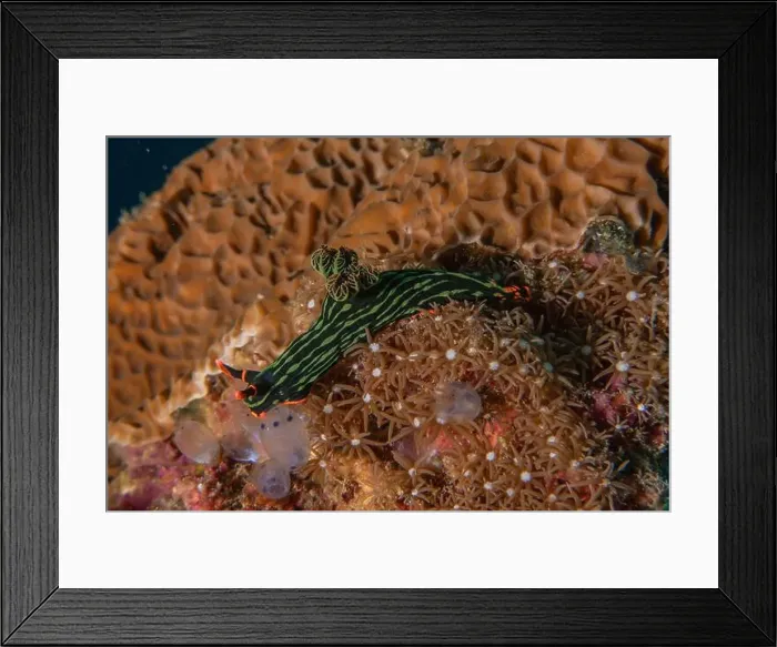 Framed Print : Sea slug in the Sea of the Philippines Framed Print : Sea slug in the Sea of the Philippines