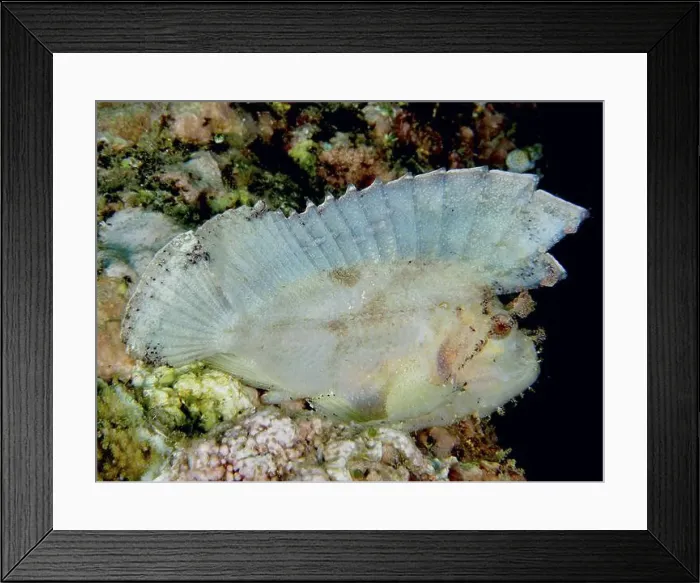 Framed Print : Leaf-like, transparent rocking fish (Taenianotus triacanthus) hiding in the coral reef Framed Print : Leaf-like, transparent rocking fish (Taenianotus triacanthus) hiding in the coral reef