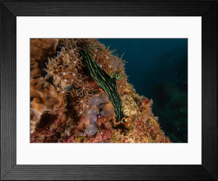 Framed Print : Sea slug in the Sea of the Philippines Framed Print : Sea slug in the Sea of the Philippines