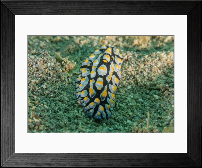 Framed Print : Sea slug in the Sea of the Philippines Framed Print : Sea slug in the Sea of the Philippines