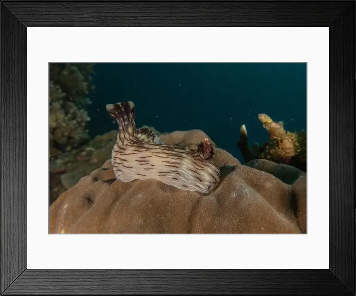 Framed Print : Sea slug in the Sea of the Philippines Framed Print : Sea slug in the Sea of the Philippines
