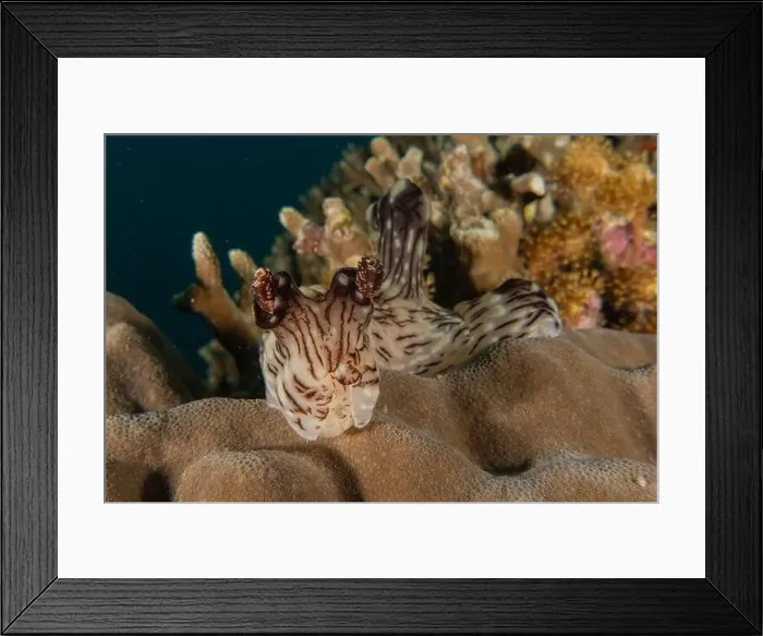 Framed Print : Sea slug in the Sea of the Philippines Framed Print : Sea slug in the Sea of the Philippines