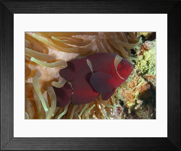Framed Print : Velvet anemonefish