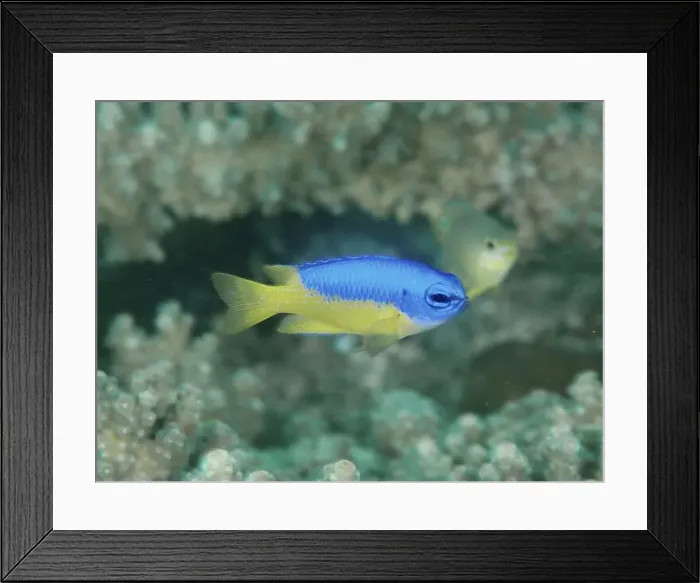 Framed Print : A bright blue fish with a yellow rear part Framed Print : A bright blue fish with a yellow rear part