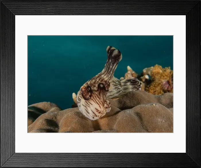 Framed Print : Sea slug in the Sea of the Philippines Framed Print : Sea slug in the Sea of the Philippines