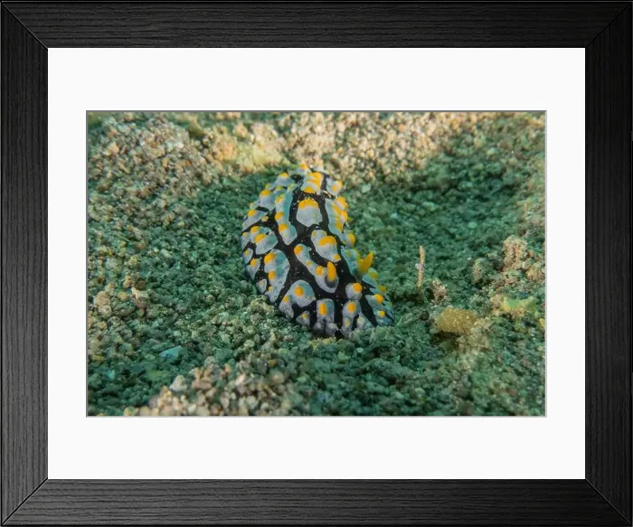 Framed Print : Sea slug in the Sea of the Philippines Framed Print : Sea slug in the Sea of the Philippines