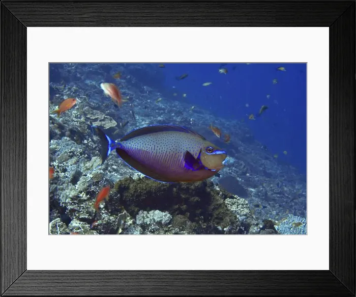 Framed Print : A colourful tropical masked nose doctor fish (Naso vlamingii) swims among smaller fish in the sea Framed Print : A colourful tropical masked nose doctor fish (Naso vlamingii) swims among smaller fish in the sea