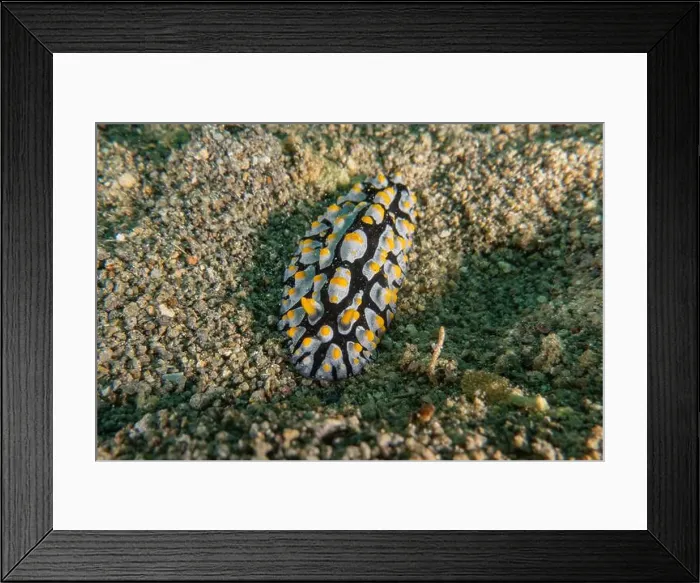 Framed Print : Sea slug in the Sea of the Philippines Framed Print : Sea slug in the Sea of the Philippines