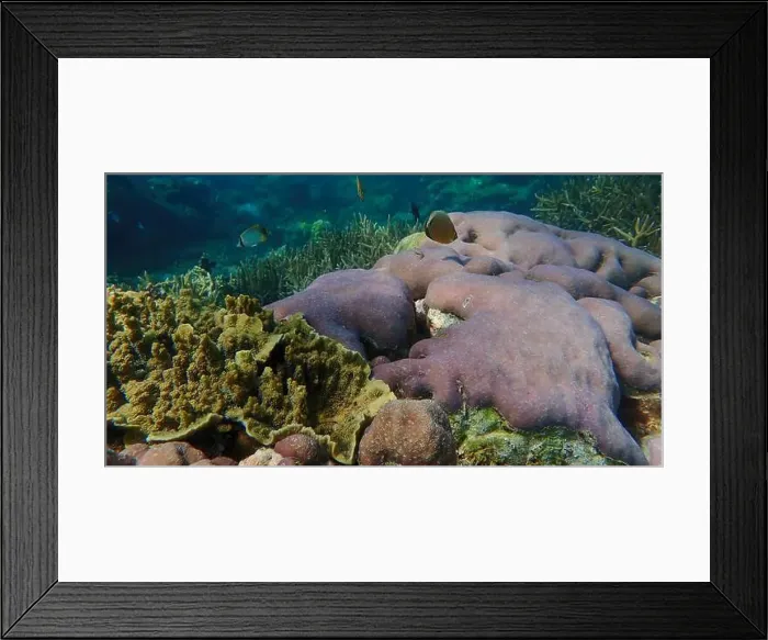 Framed Print : Colorful coral reef ecosystem with Oval butterflyfish Framed Print : Colorful coral reef ecosystem with Oval butterflyfish