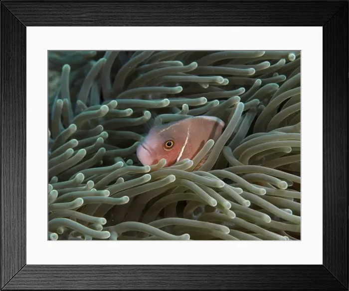 Framed Print : A collar anemonefish (Amphiprion perideraion) hiding in a sea anemone under water Framed Print : A collar anemonefish (Amphiprion perideraion) hiding in a sea anemone under water