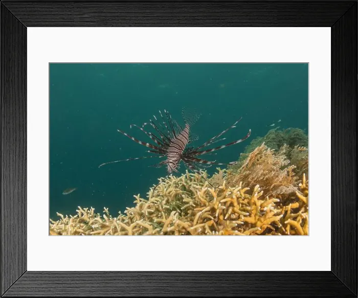 Framed Print : Lionfish (Pterois miles) in the Sea of the Philippines Framed Print : Lionfish (Pterois miles) in the Sea of the Philippines