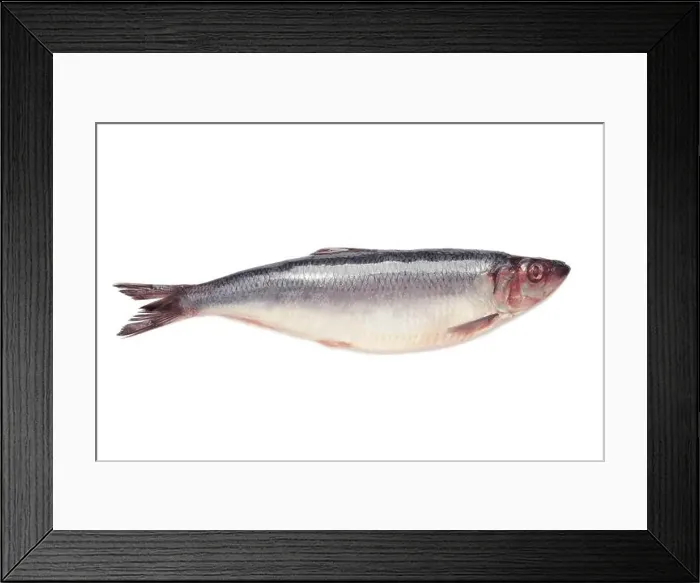 Framed Print : Fresh herring fish isolated on white background. Top view Framed Print : Fresh herring fish isolated on white background. Top view
